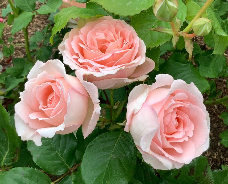 Роза шраб: Клер Ренессанс Питомник Омский Садовод