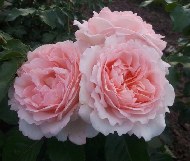 Роза шраб: Клер Ренессанс Питомник Омский Садовод