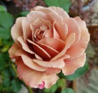 Питомник Омский Садовод