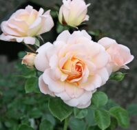 Питомник Омский Садовод