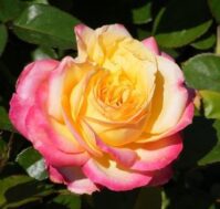 Роза шраб: Ландлуст Питомник Омский Садовод