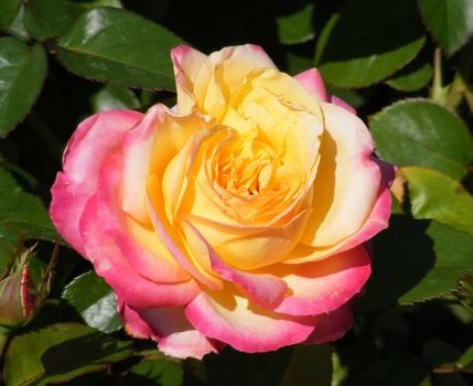 Роза шраб: Ландлуст Питомник Омский Садовод