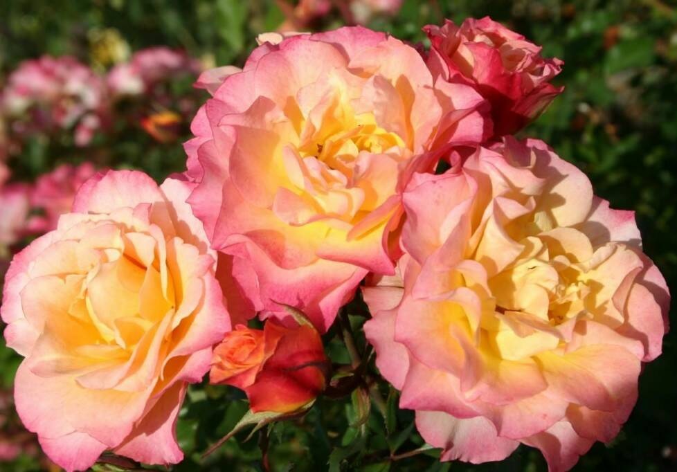 Роза шраб: Ландлуст Питомник Омский Садовод