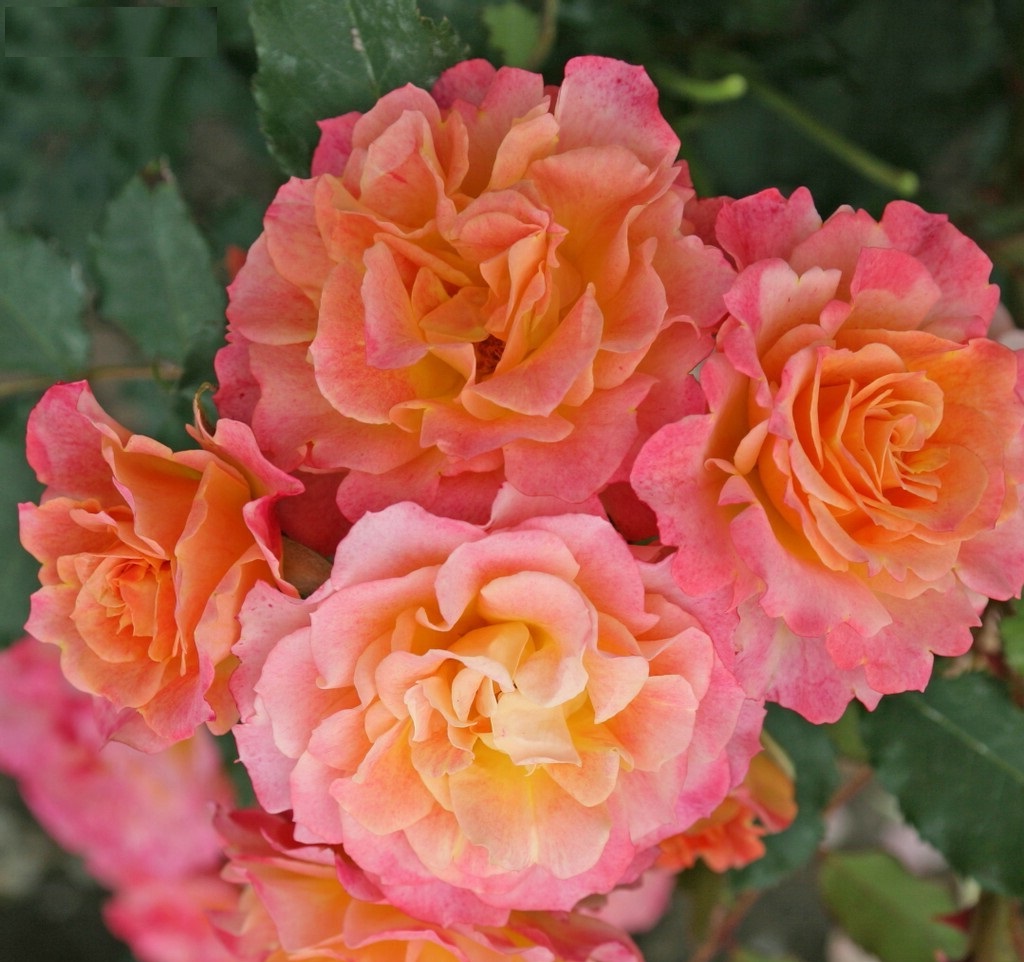 Роза шраб: Ландлуст Питомник Омский Садовод