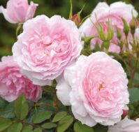 Питомник Омский Садовод