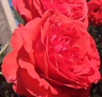 Питомник Омский Садовод