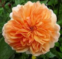 Питомник Омский Садовод