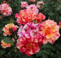 Питомник Омский Садовод