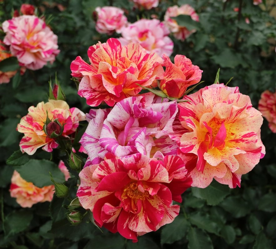 Роза шраб: Саммер Лодж Питомник Омский Садовод