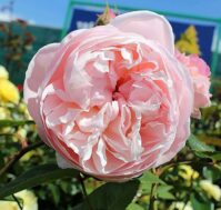 Питомник Омский Садовод