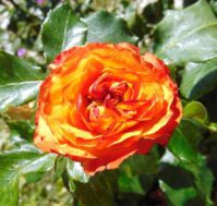 Питомник Омский Садовод