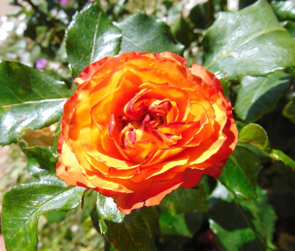 Роза шраб: Текила Питомник Омский Садовод