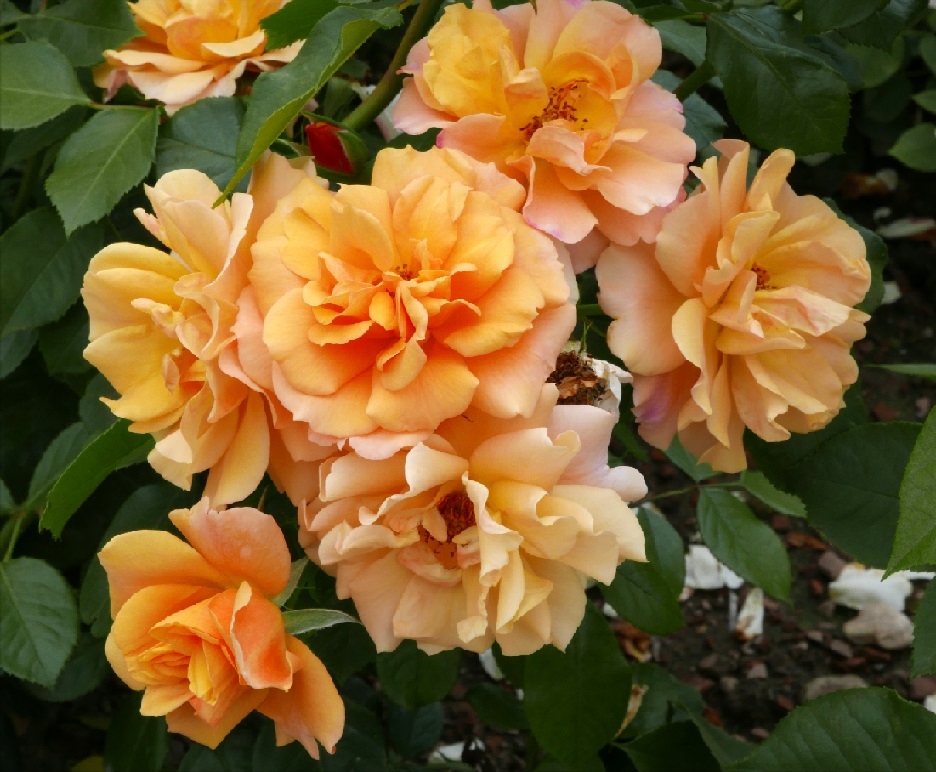 Роза шраб: Текила Питомник Омский Садовод