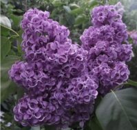 Сирень обыкновенная: Академик Курчатов Питомник Омский Садовод