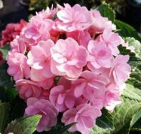 Гортензия крупнолистная: Ю энд ми Форевер Питомник Омский Садовод