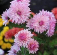 Питомник Омский Садовод