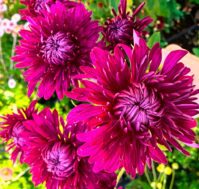 Питомник Омский Садовод