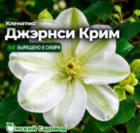 Клематис: Джэрнси Крим Питомник Омский Садовод