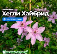 Питомник Омский Садовод