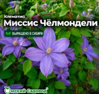 Клематис: Миссис Чёлмондели Питомник Омский Садовод