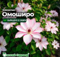 Питомник Омский Садовод