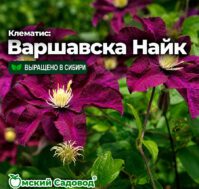 Клематис: Варшавска Найк Питомник Омский Садовод