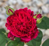 Питомник Омский Садовод