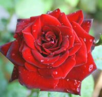 Роза флорибунда: Николо Поганини Питомник Омский Садовод