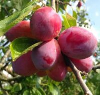 Питомник Омский Садовод