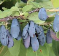 Питомник Омский Садовод