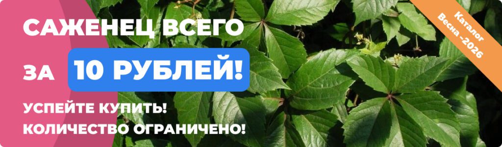 Правила проведения Акции Саженцы - Правила проведения Акции. Питомник Омский Садовод.