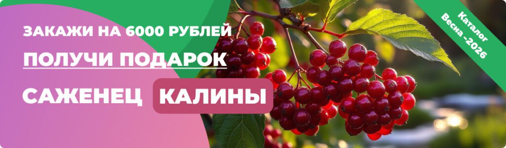 Саженцы - Подарок за 6000 руб.. Питомник Омский Садовод.