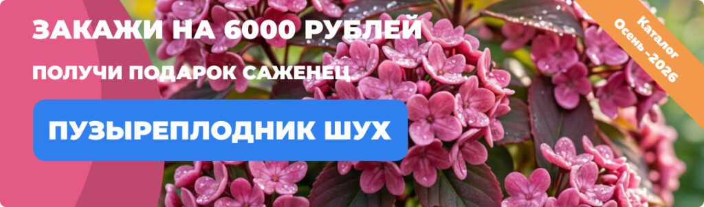 Саженцы - Подарок за 6000 руб.. Питомник Омский Садовод.