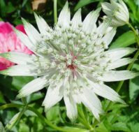 Питомник Омский Садовод