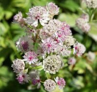 Питомник Омский Садовод