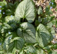 Питомник Омский Садовод