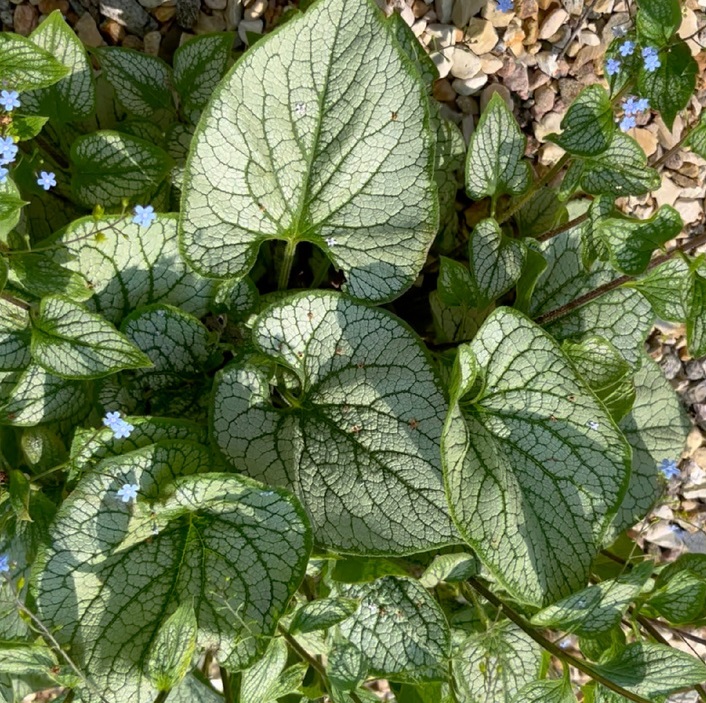 Бруннера крупнолистная: Джек Фрост Питомник Омский Садовод