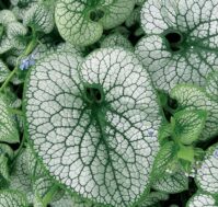 Питомник Омский Садовод