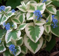 Питомник Омский Садовод