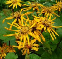 Питомник Омский Садовод