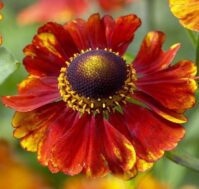 Питомник Омский Садовод