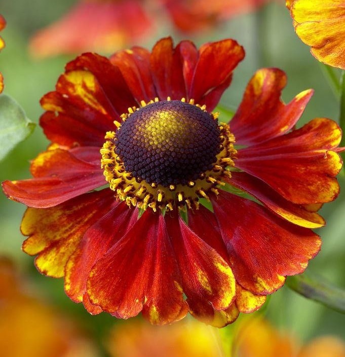 Гелениум: Челси Питомник Омский Садовод