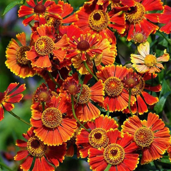 Гелениум: Челси Питомник Омский Садовод