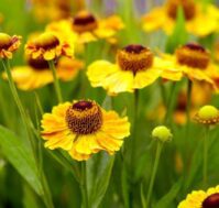 Питомник Омский Садовод