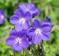 Питомник Омский Садовод