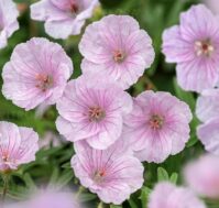 Питомник Омский Садовод