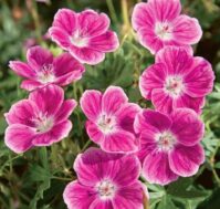 Питомник Омский Садовод