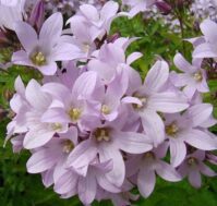 Питомник Омский Садовод