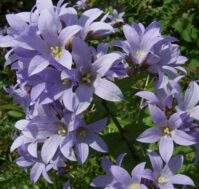 Питомник Омский Садовод