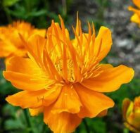 Питомник Омский Садовод